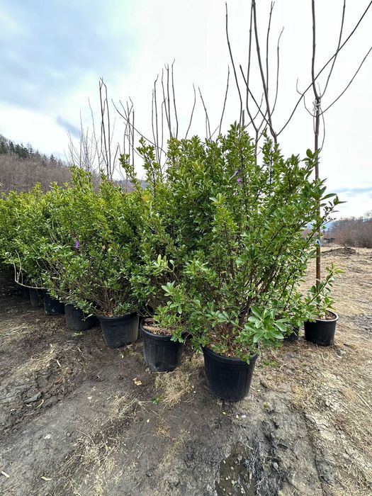 Plante Exterioare pentru Amenajări Premium și Rustice