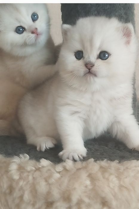 Сотилади Британский Шиншилла Чистокровный Угл &Киз Ота Онаси перевазно