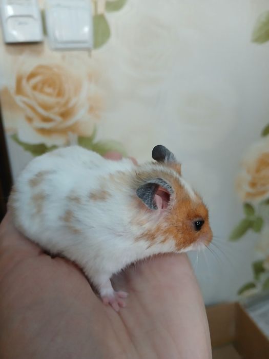 Juft xomyak sotiladi