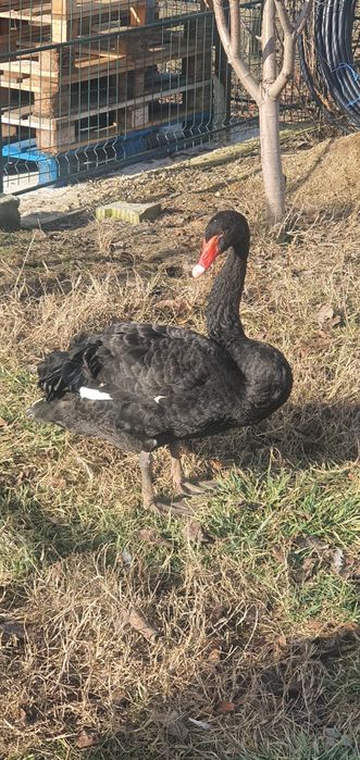 Lebada neagra mascul