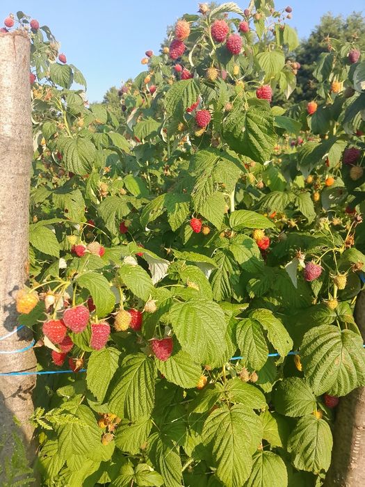 био целогодишен расяд