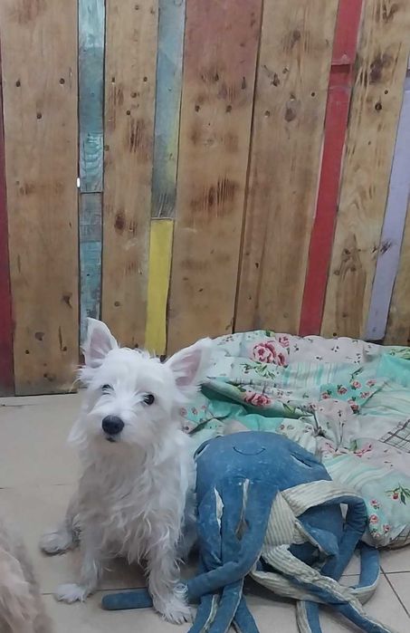 Уест териер-уестхайлендуаит териер/момиче/