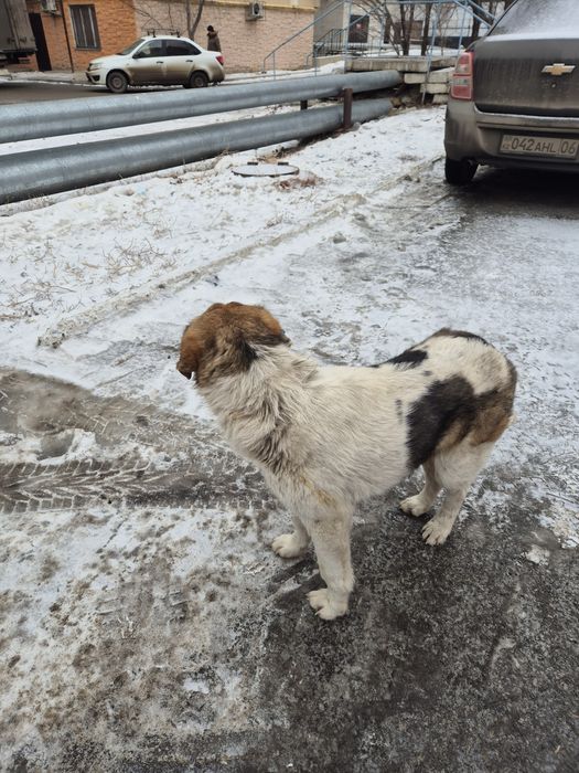 Собака, мальчик в добрые рцки