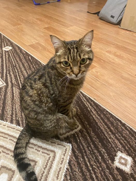 Отдам добрую кошку бесплатно