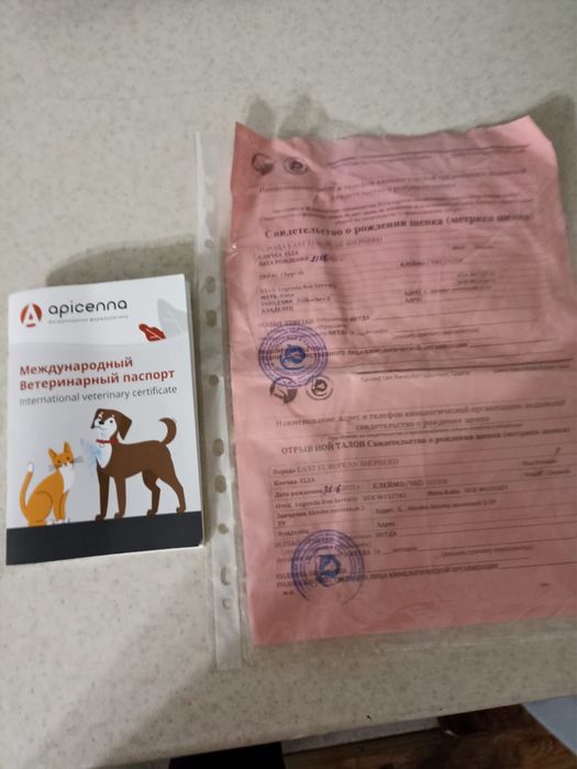 Европейский овчарка сатылады