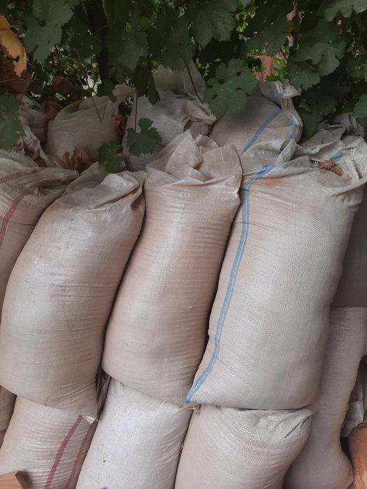 Қайрағаш апилкасы