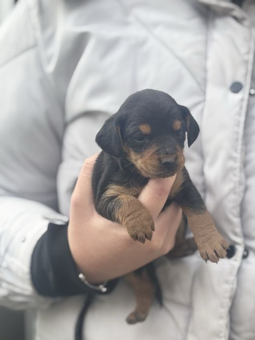 Черни бебета дайели