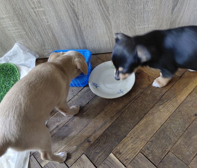 Чихопинчерчета търсят своя дом