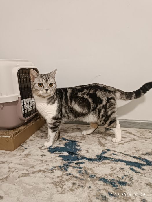 Шотландский скотиш страйт