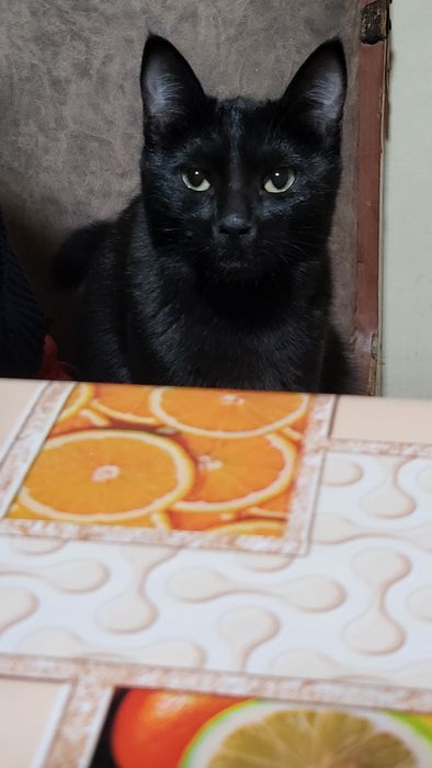 Qiz bola mushuk, hadyaga