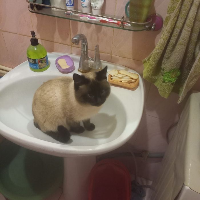 Молодой котик Маркиз