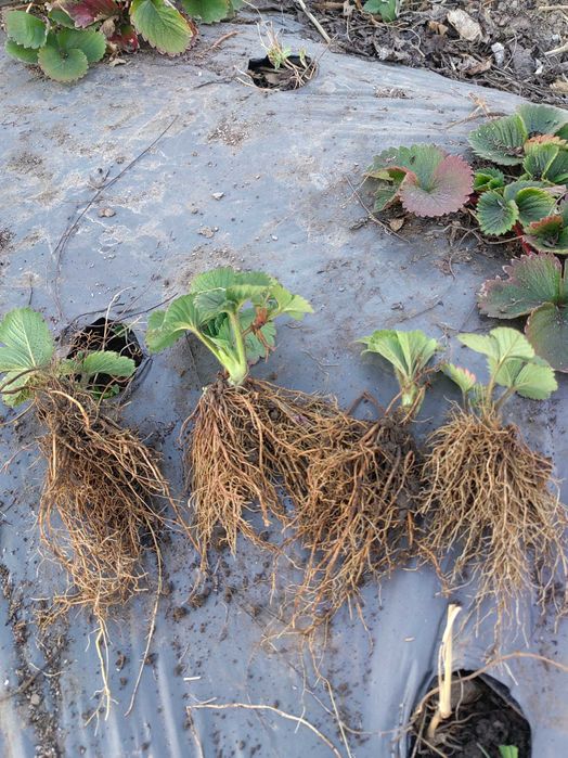 Разсад ягоди "Клери"