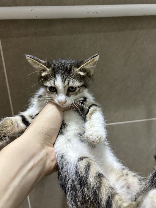 Котенок в добрые руки