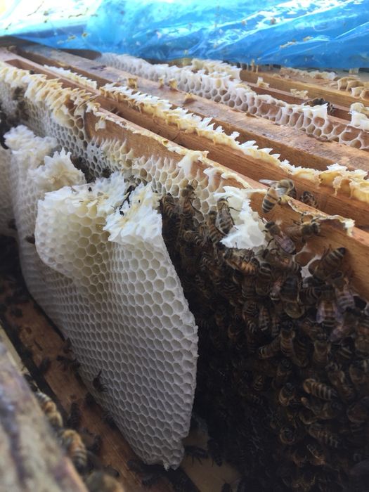 Miere de albine ,stupina proprie