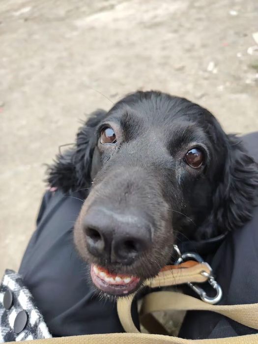 Пропала собака кокер спаниель