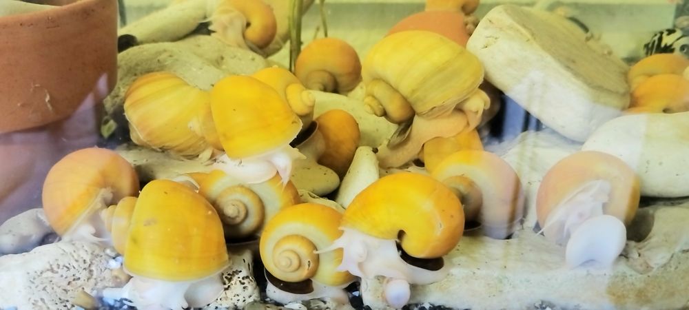 Охлюви Ампулария