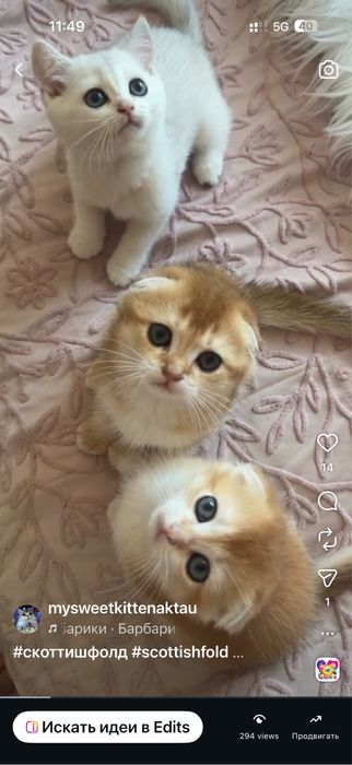 Продам золотушек шиншиллят