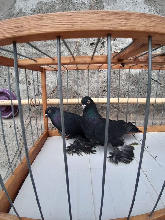 Голуби Голуби го