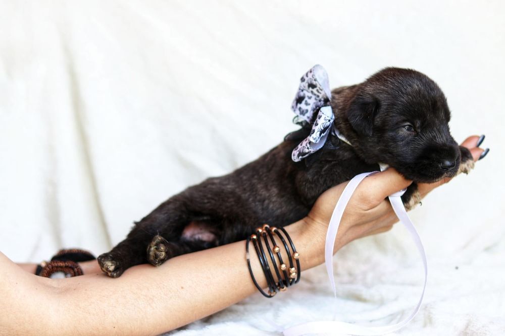 Самые красивые и большие собаки