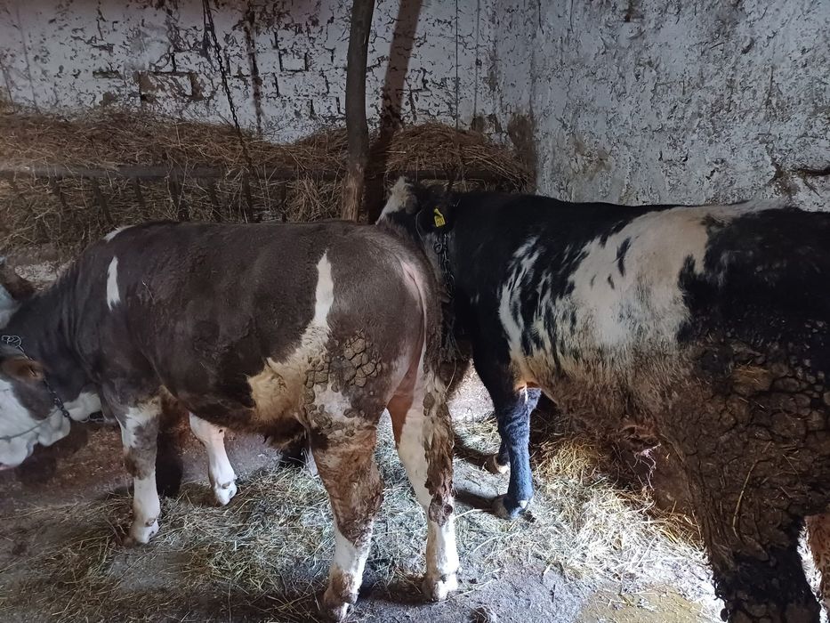 Vând trei viței frumoși