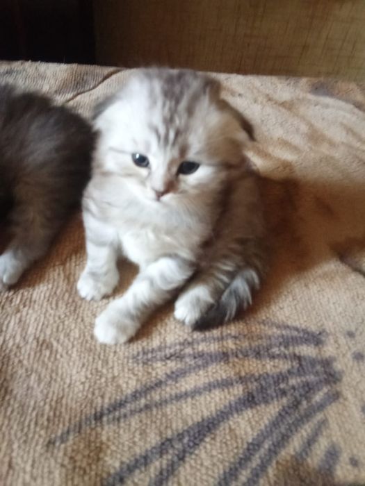 Продам котят породы скотиш фолд
