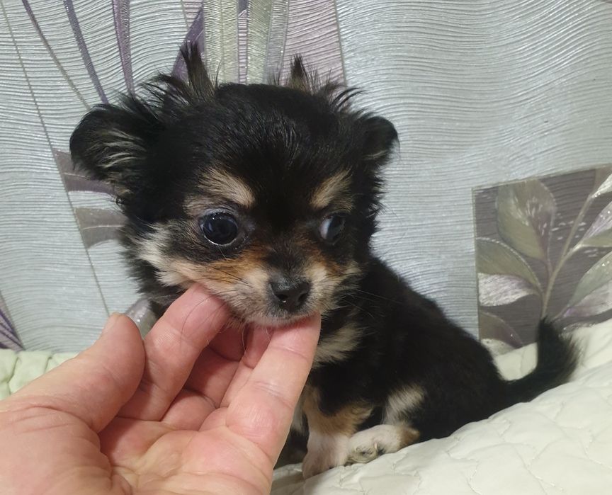 Мини девчонка чихуахуа