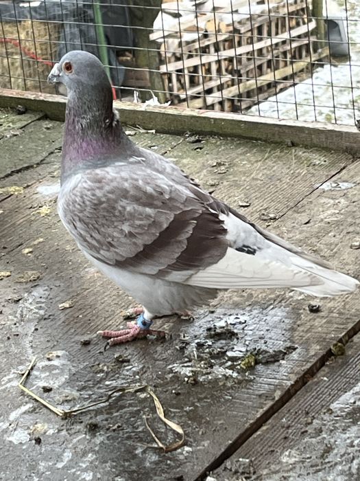 De vanzare porumbei voiajori de top