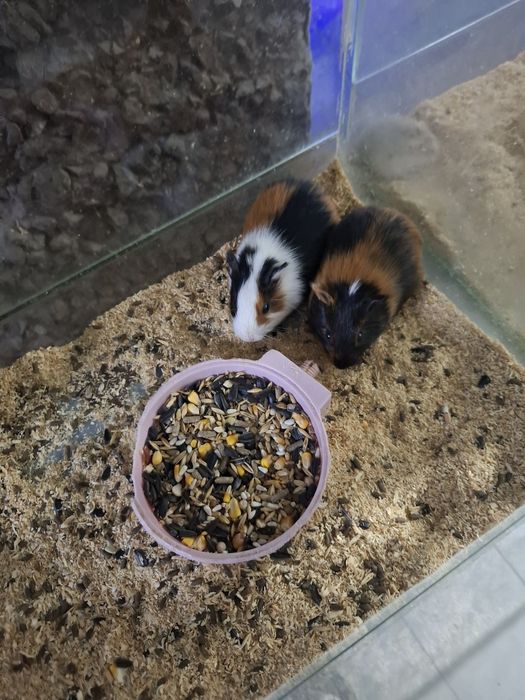 В продаже Птицы и грызуны