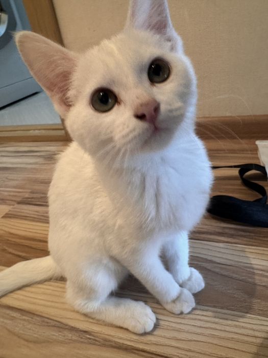 Отдам котенка в добрые руки