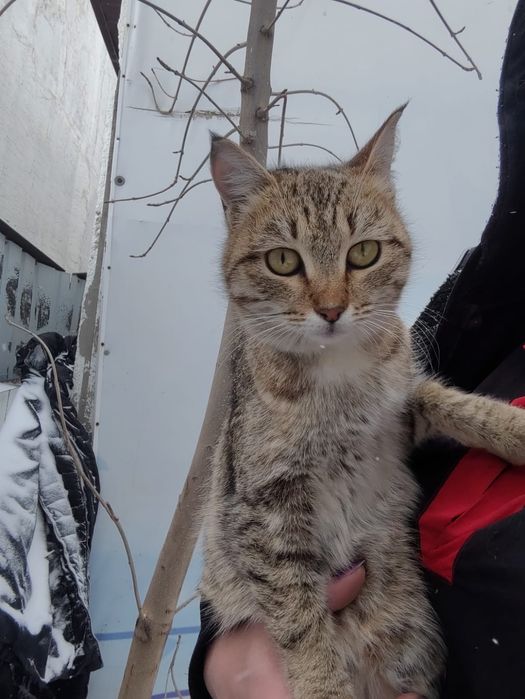 Кошечка в добрые руки