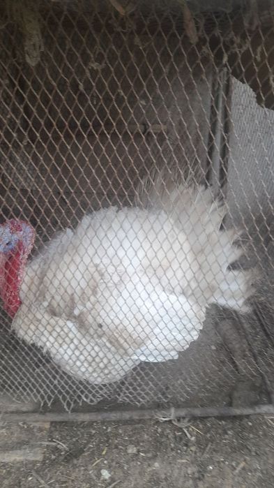 Kurka tezda sotiladi