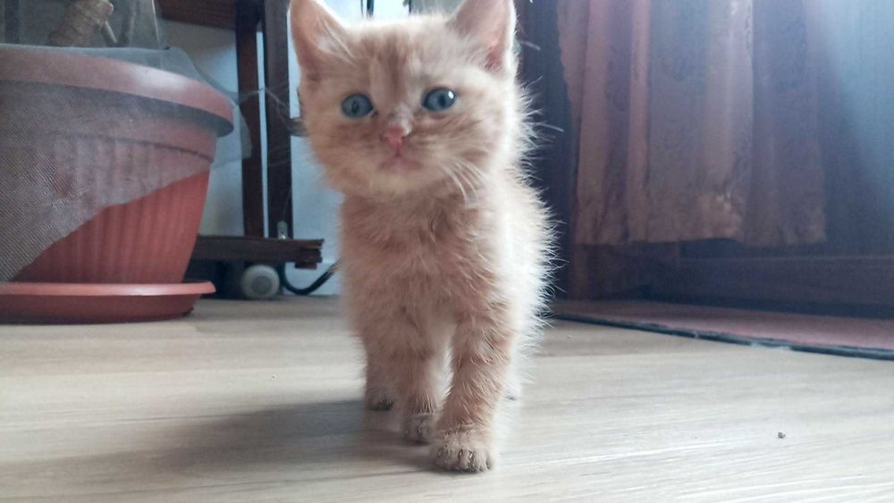 Коте за осиновяване