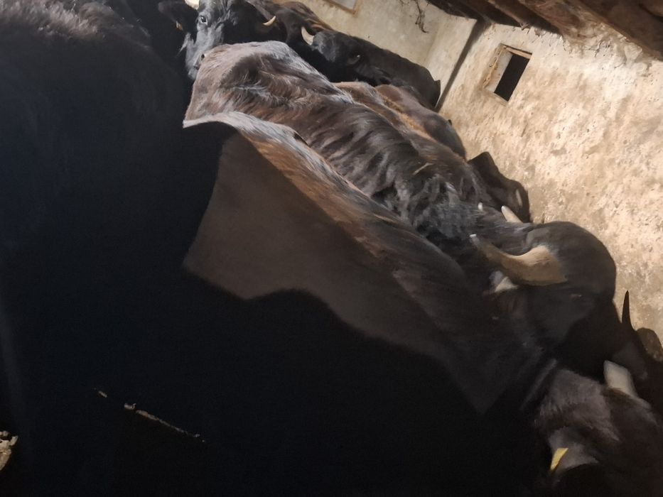 Vând taurasi de bivol