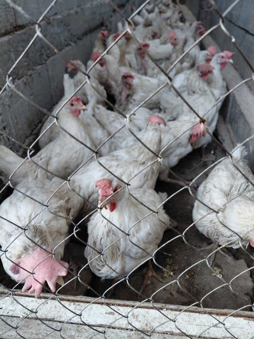 Птицы не сушка.Все белый