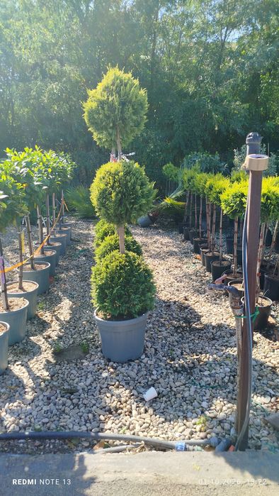 Vând plante ornamentale diferite specii prețuri foarte bune etc