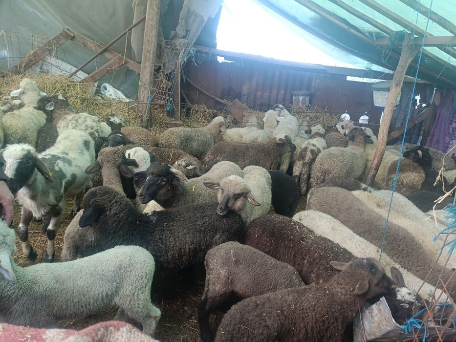 Miei de vanzare pentru Paște