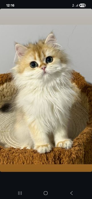 Fluffy mushukcha – uy sharoitida o‘sgan