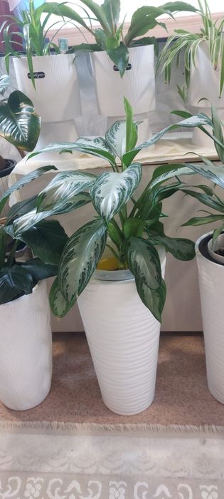 комнатные цветы для гостиной