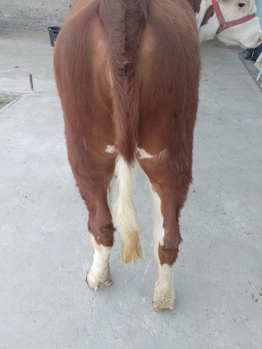 Парода ургочи сотилади