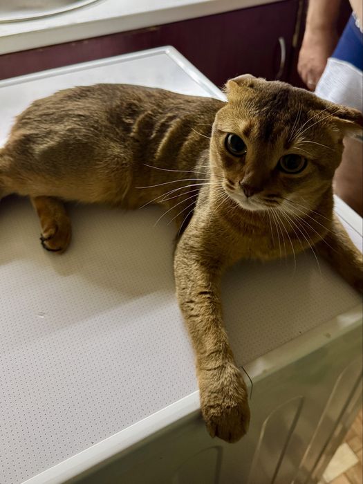 Котёнок Scottish Fold. Скотиш фолд котята. Веслоухий