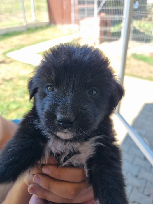 9 puiuți. 9 vieți care depind de un om cu suflet.