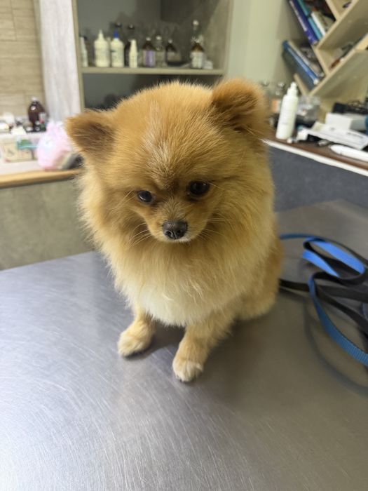 Продам немецкого шпица мини