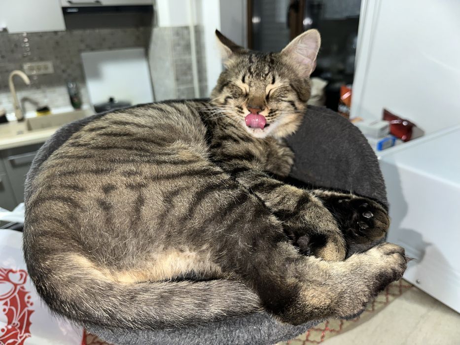 Donez 2 pisicute care au crescut impreuna si care sunt foarte energice