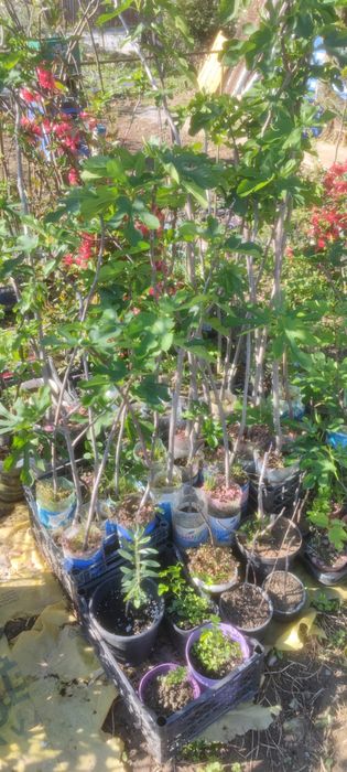 Smochin smochini galben verde diverse mărimi preț de la 15 lei