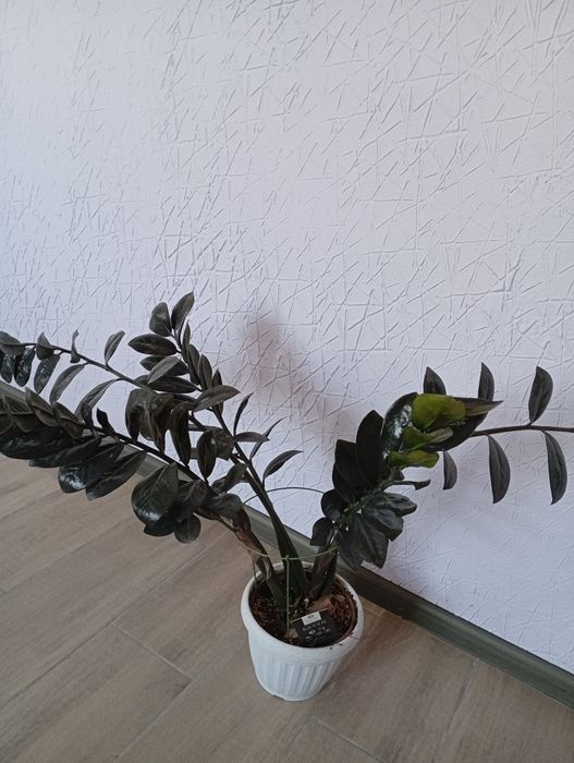 Замикулькас равен