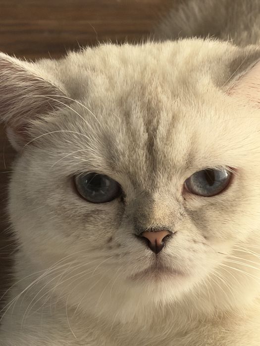 Продается британка шиншилла