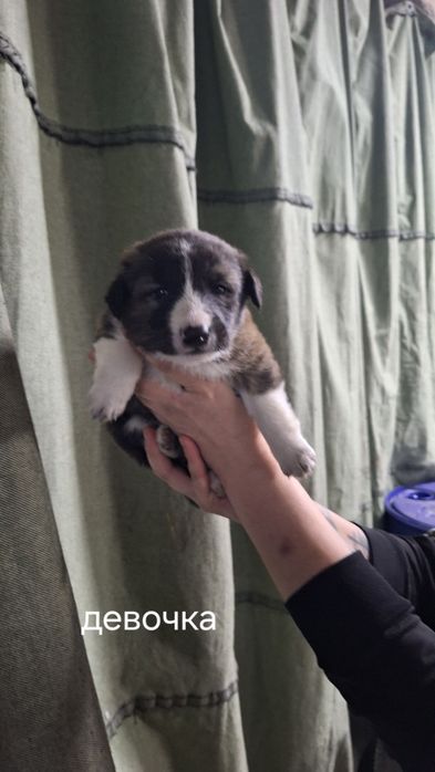 Отдам в добрые руки