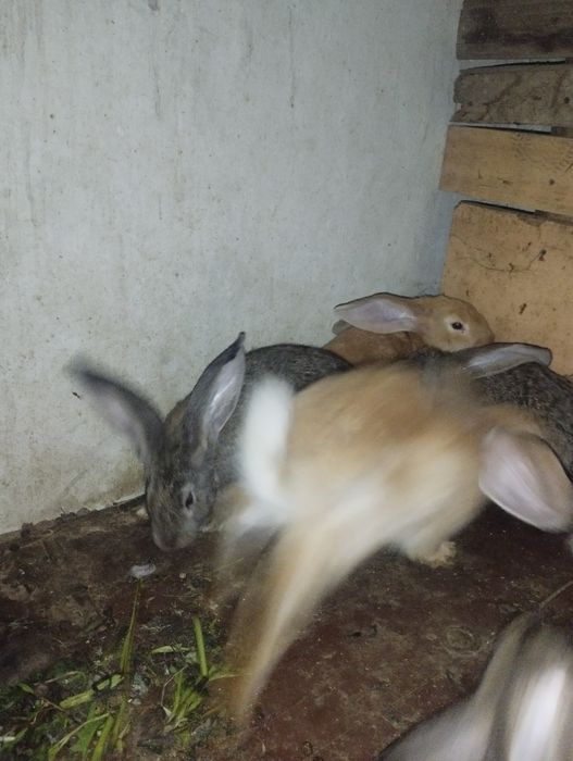 Flandir quyon bolalari 3 yarim oylik