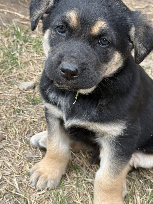 Отдам щенков овчарки