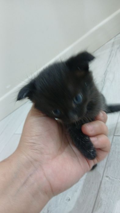 Отдам маленького котёнка